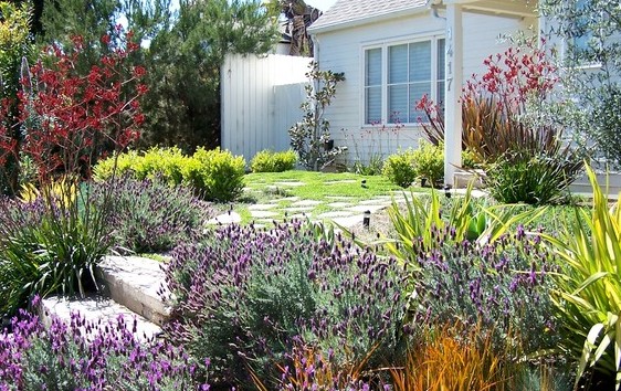 Lush Wetland Gardens