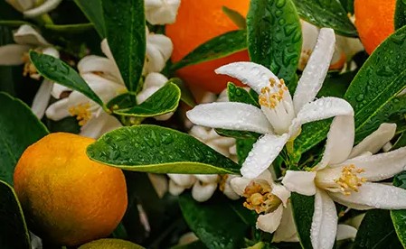 Planting Grapefruit Trees Timing