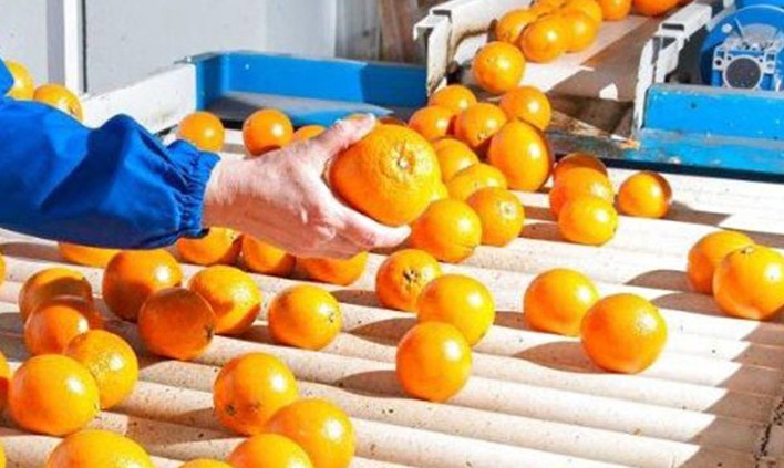 Post-Harvest Handling and Storage Of Grapefruit