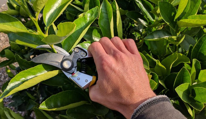 Pruning Grapefruit Trees