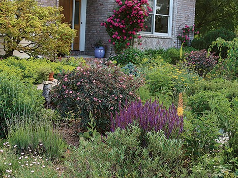 Lush Wetland Gardens