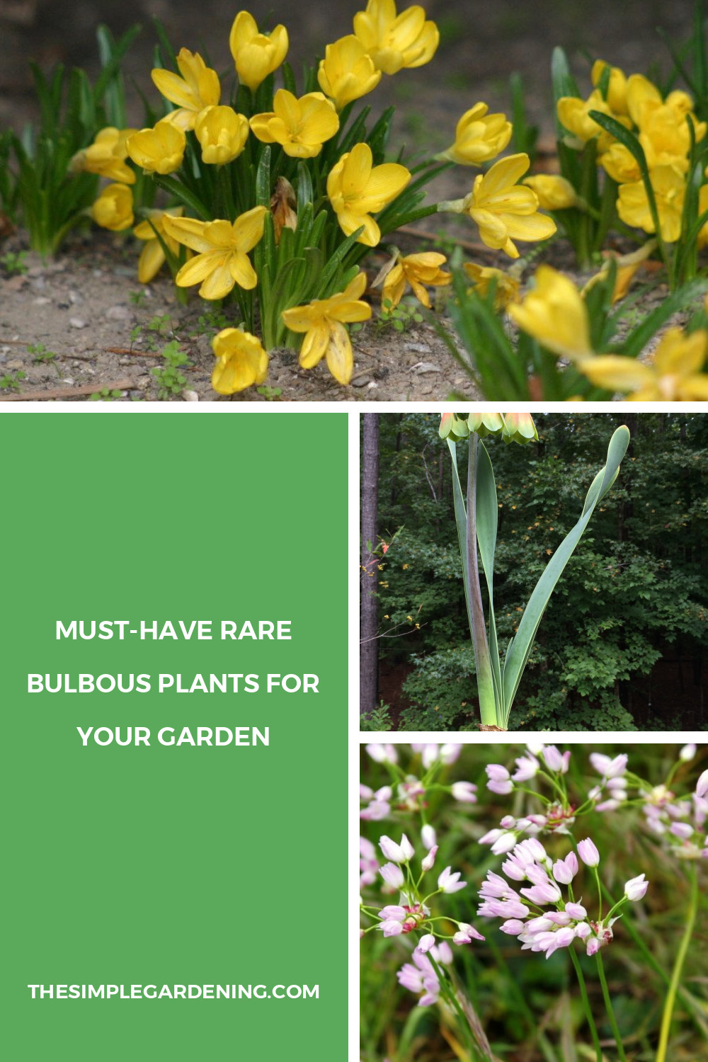 Must-Have Rare Bulbous Plants for Your Garden – Simple Gardening ...